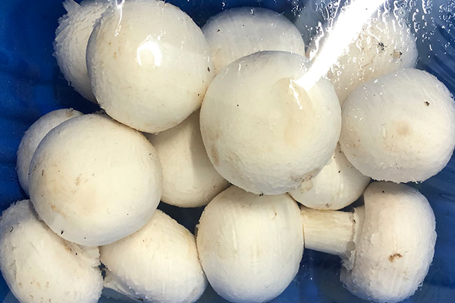 Punnet-mushrooms